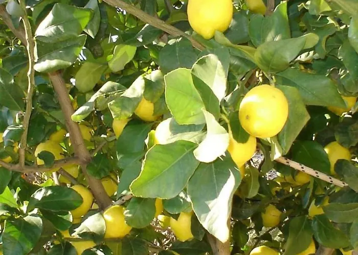 Arcobaleno By Interhome Girifalco